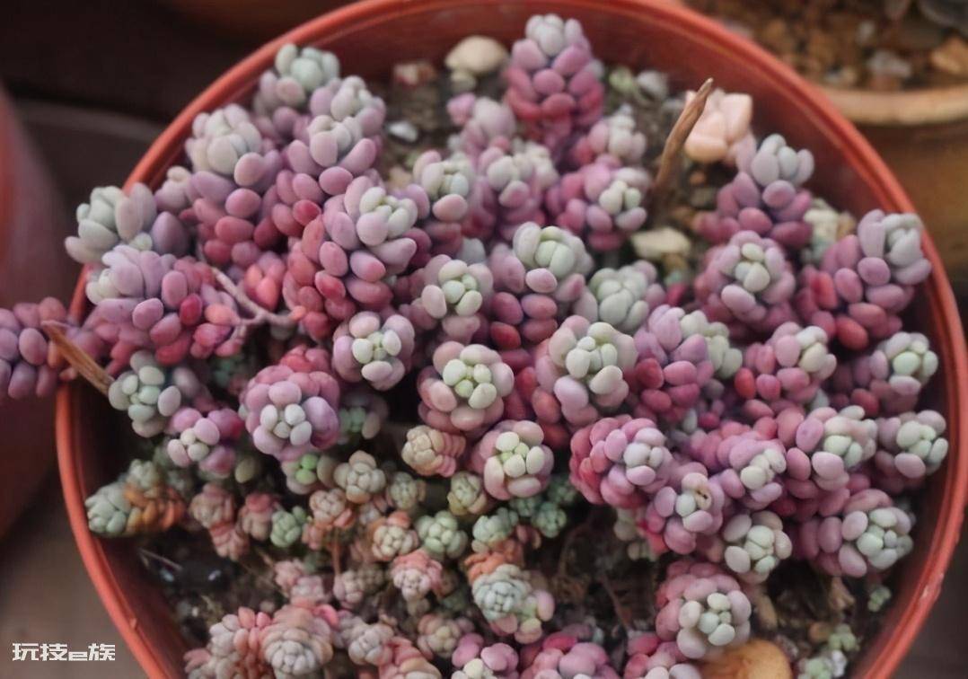 养花爆盆是什么意思(盘点很容易爆盆的5种多肉植物)-图片5